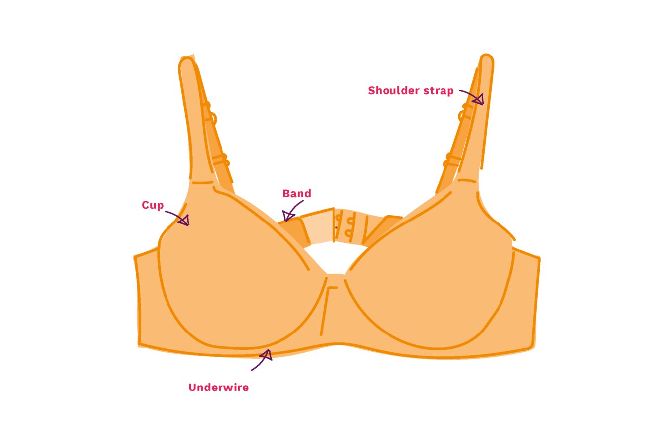 Illustration showing different parts of a bra. 
