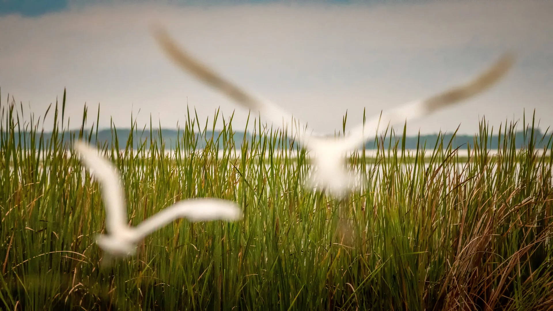 Birds flying over sea grass