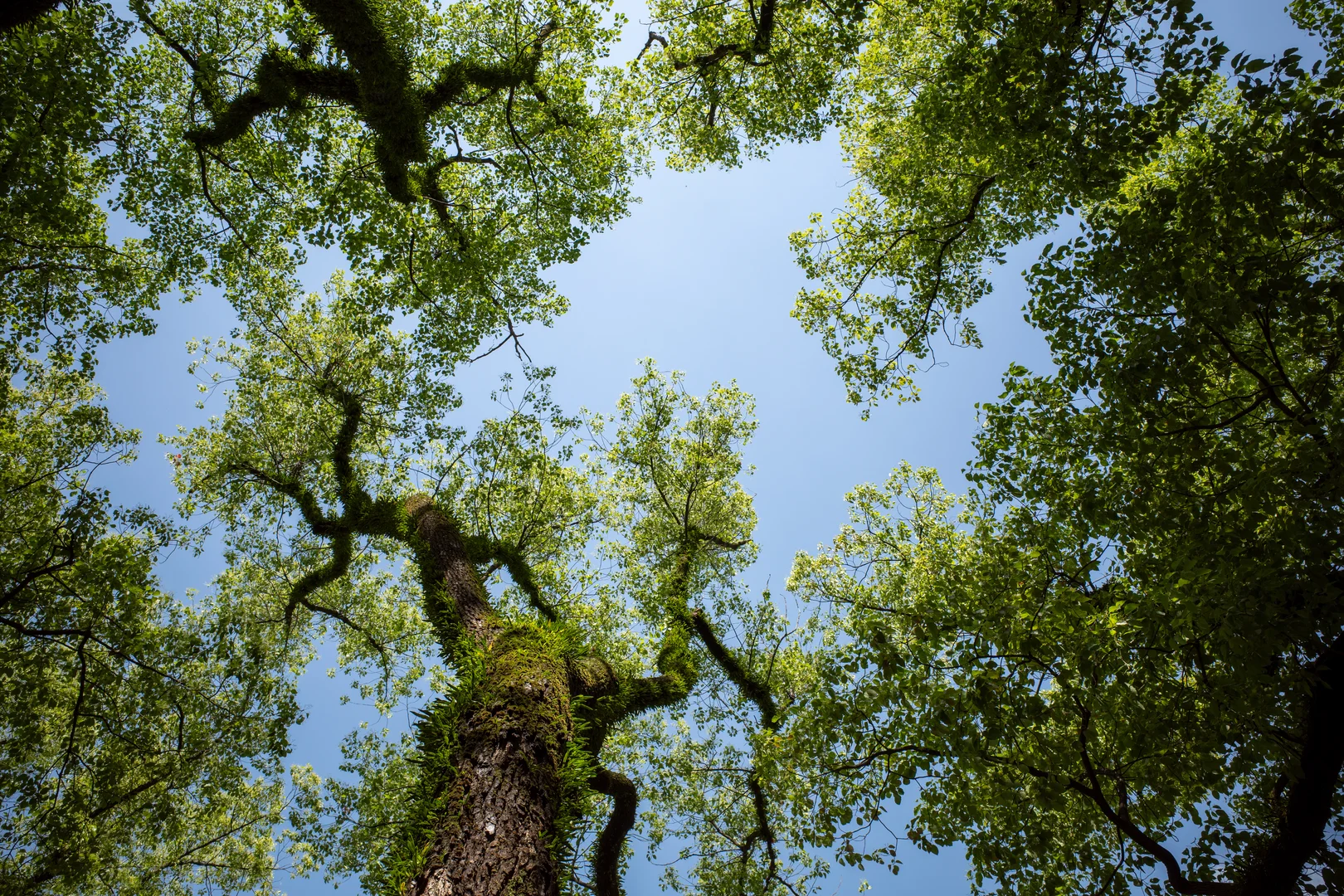  Trees nature