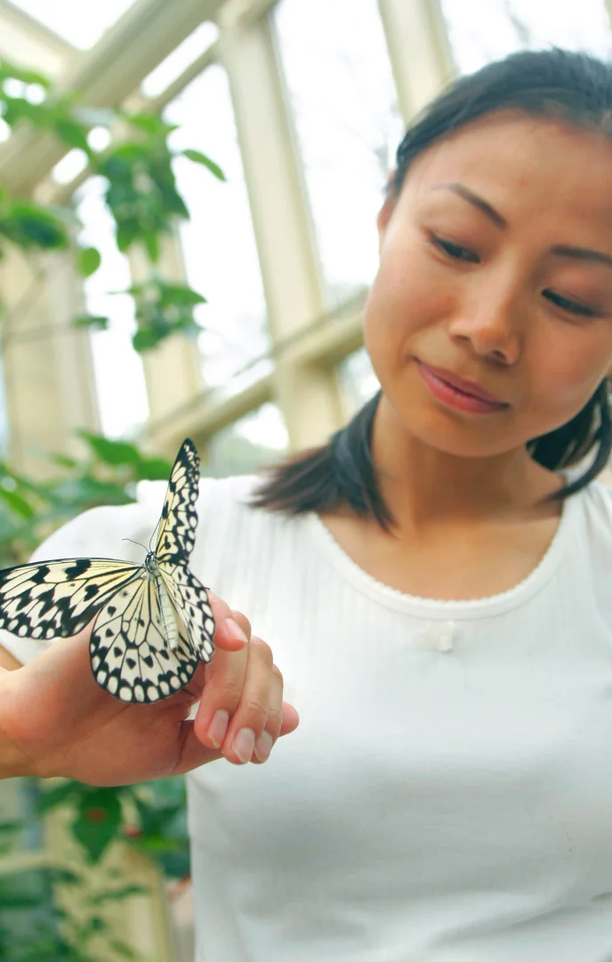  butterfly